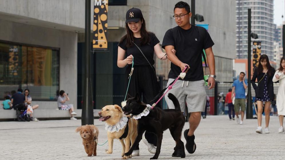 越來越多市民視寵物為家人，帶動相關消費增長，市場發展潛力龐大。
