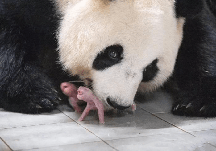 旅韓大熊貓「華妮」喜誕雙胞胎。中國大熊貓保護研究中心