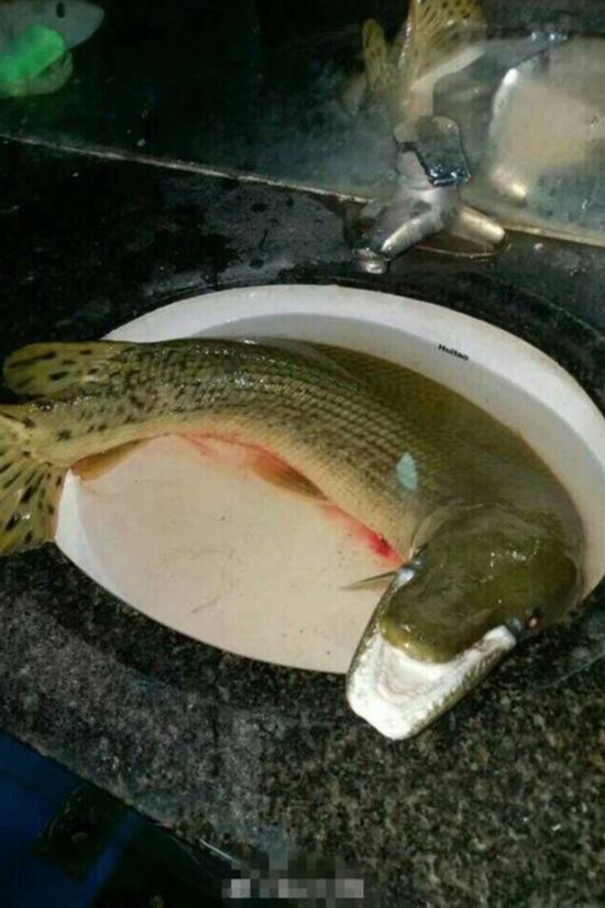 鱷雀鱔生性兇猛，會攻擊它所遇見的所有魚類。