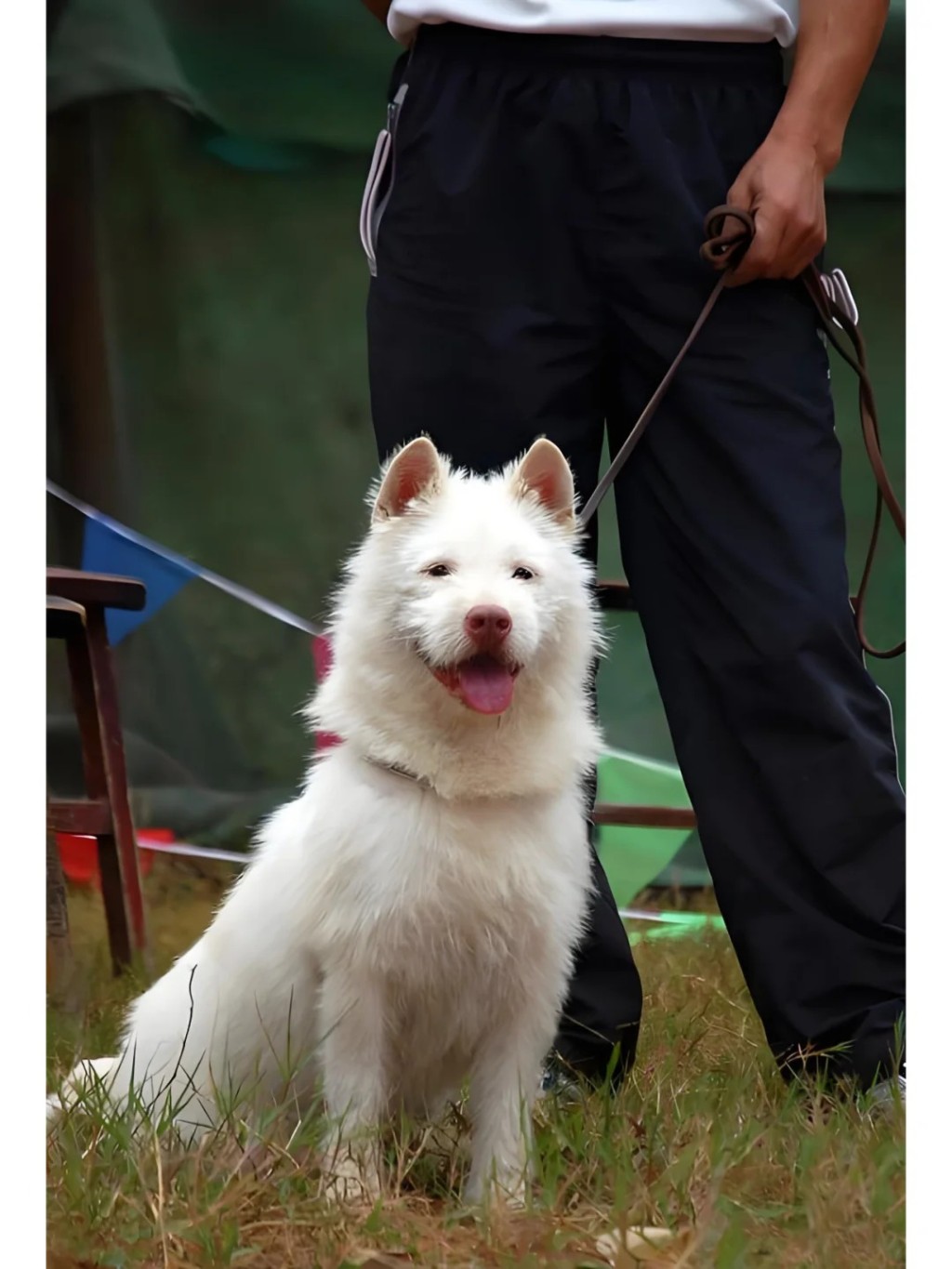 下司犬是在貴州深山培育出來的世界絕獵犬。小紅書 下司犬是在貴州深山培育出來的世界絕獵犬。小紅書