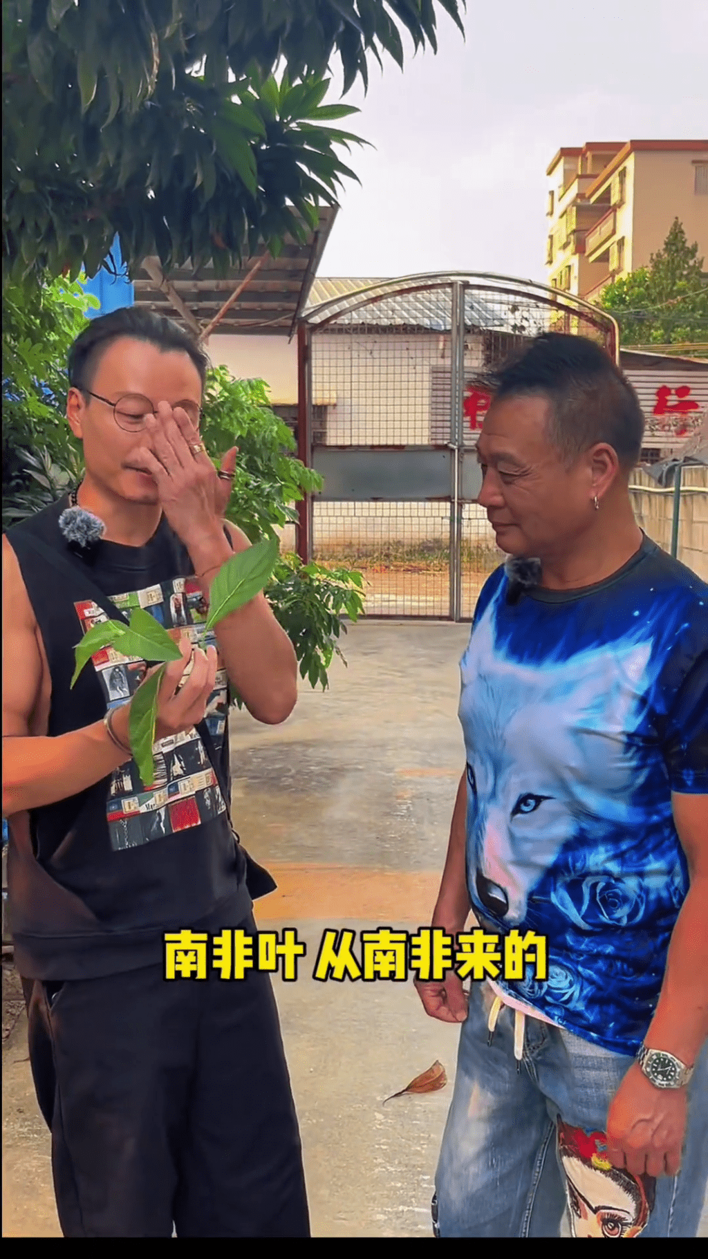 鄭家生其後問陳俊安，到底是何許葉，陳俊安回答：「南非葉，南非嚟嘅。」