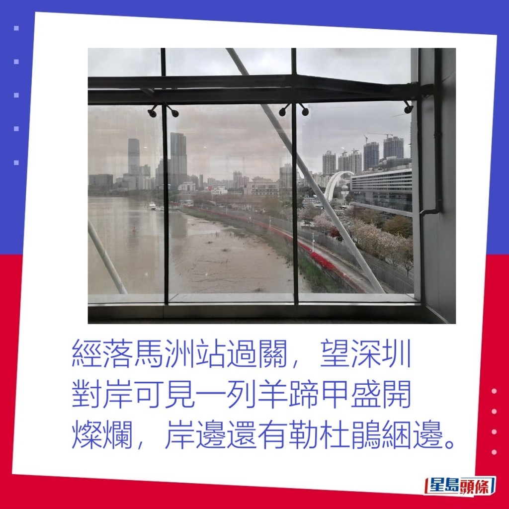 經落馬洲站過關,望深圳對岸可見一列羊蹄甲盛開燦爛,岸邊還有勒杜鵑綑邊。 經落馬洲站過關,望深圳對岸可見一列羊蹄甲盛開燦爛,岸邊還有勒杜鵑綑邊。