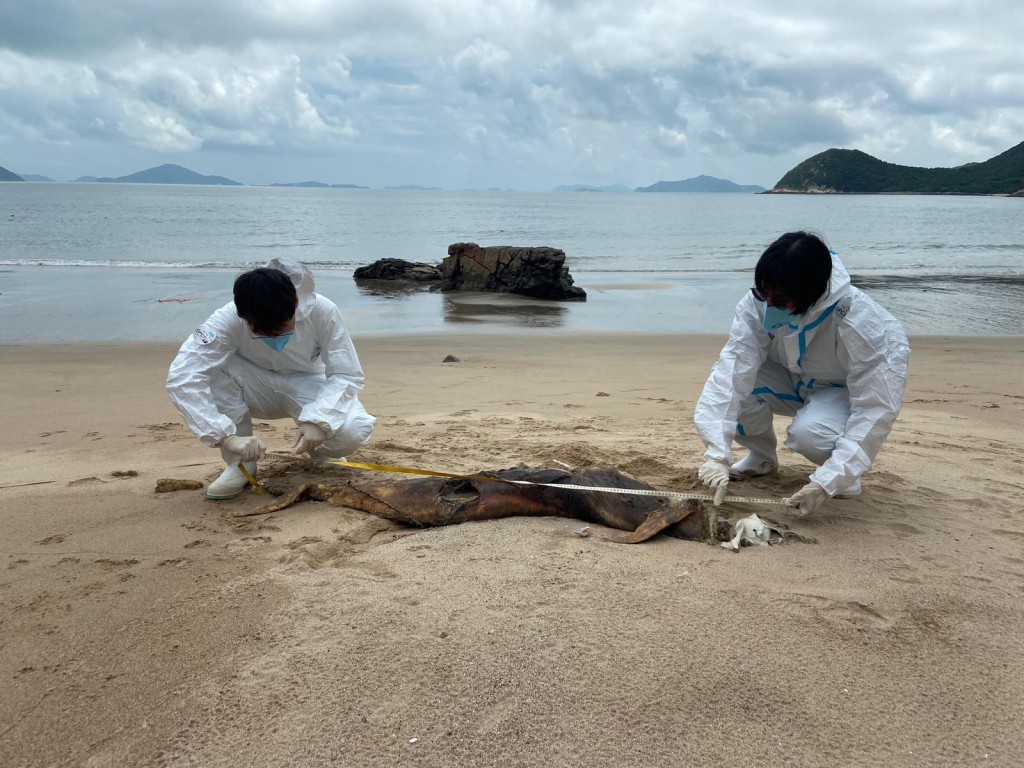 大屿山大浪湾发现江豚尸体，为本年第22宗。海洋公园保育基金提供图片