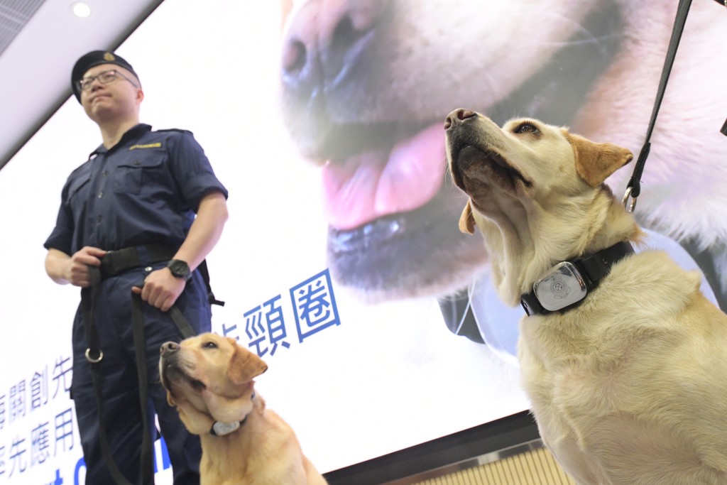 香港海关获确认成立世界海关组织区域犬只训练中。　资料图片