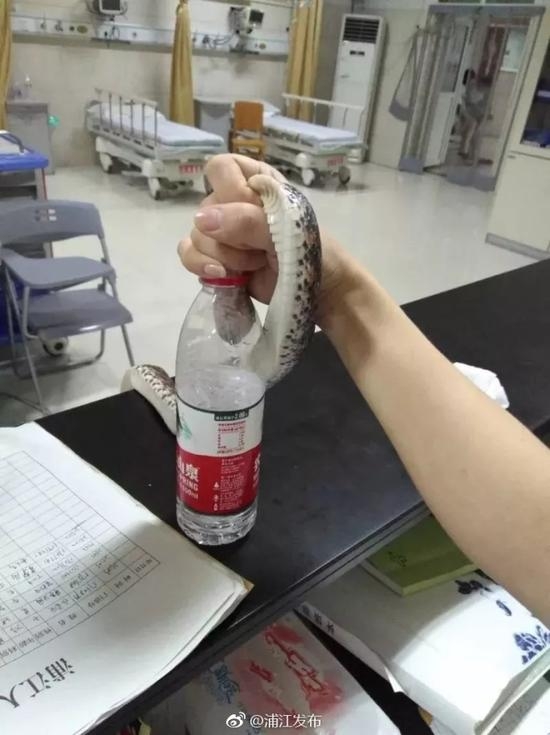 女子將蛇頭放入膠樽內，以免嚇倒其他人。（網圖）