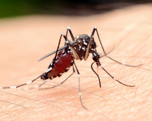 技术指是用来消灭疟蚊或其他外来有害物种。