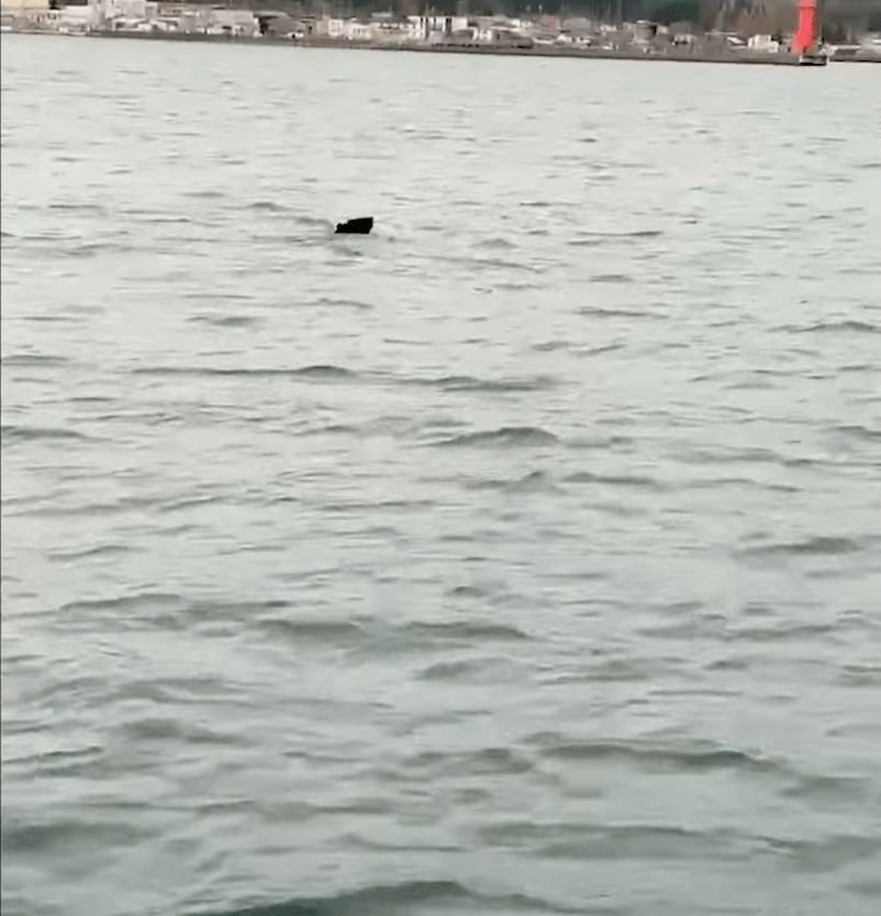 受访渔民表示,目击时黑熊正朝陆地方向游去,「再游半小时就上岸,而堤防有人在钓鱼,幸好及早处理。」Youtube@朝日新闻截图 受访渔民表示,目击时黑熊正朝陆地方向游去,「再游半小时就上岸,而堤防有人在钓鱼,幸好及早处理。」Youtube@朝日新闻截图