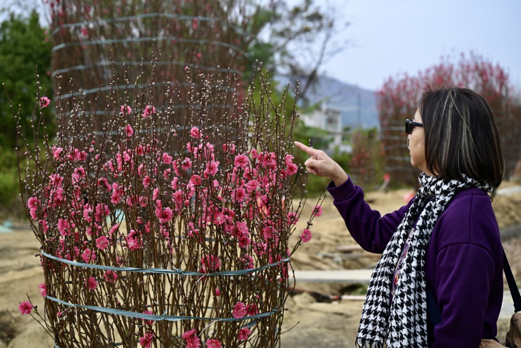 財叔指，北上買年花對其生意沒有影響，因為熟客偏好本地出品。