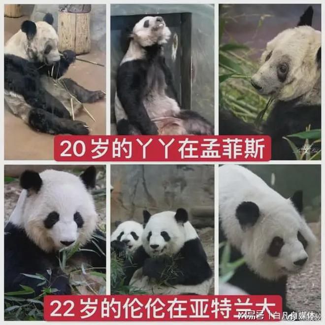 網民發圖片拿送到別國的大熊貓在比較。網圖