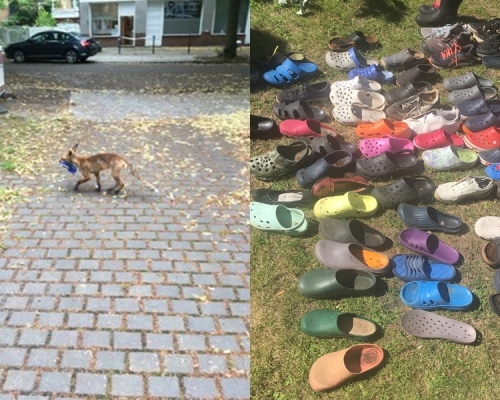德國一隻狐狸偷走過百對鞋。FHackenbruch
圖片