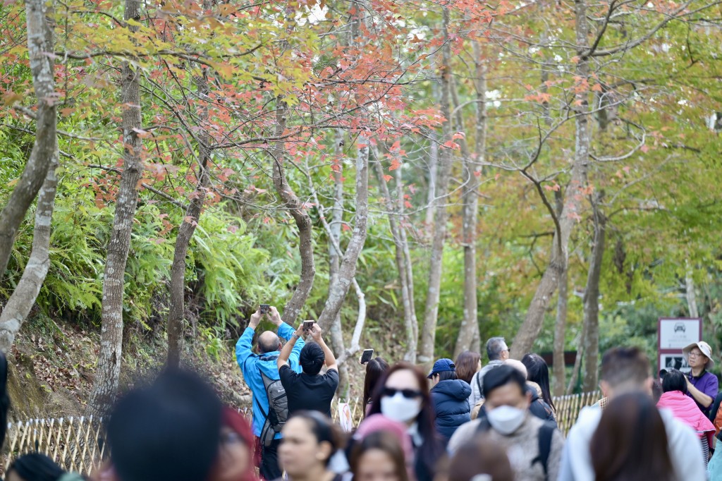 大棠紅葉林觀賞人潮。資料圖片