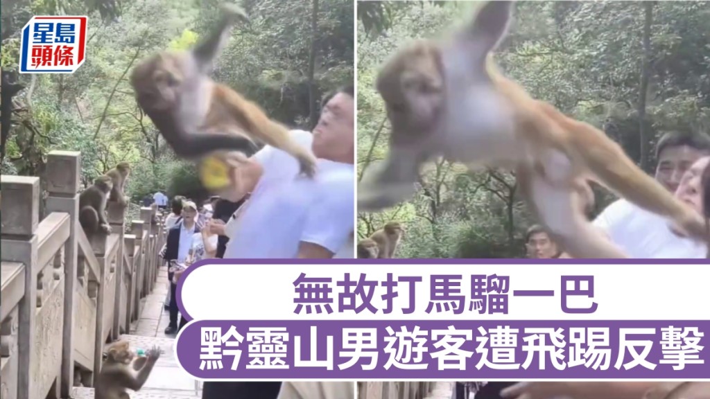 無故打馬騮一巴，黔靈山男遊客遭飛踢反擊。