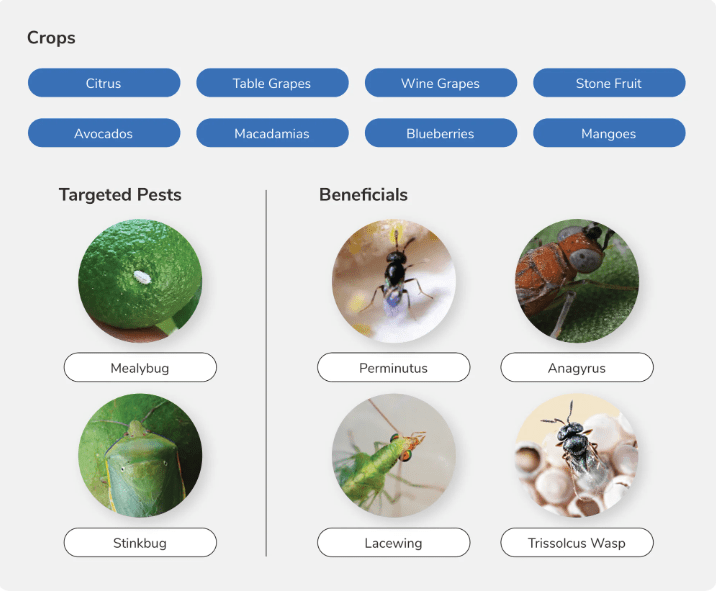 Skybugs介紹農作物主要的害蟲和益蟲。（Skybugs）