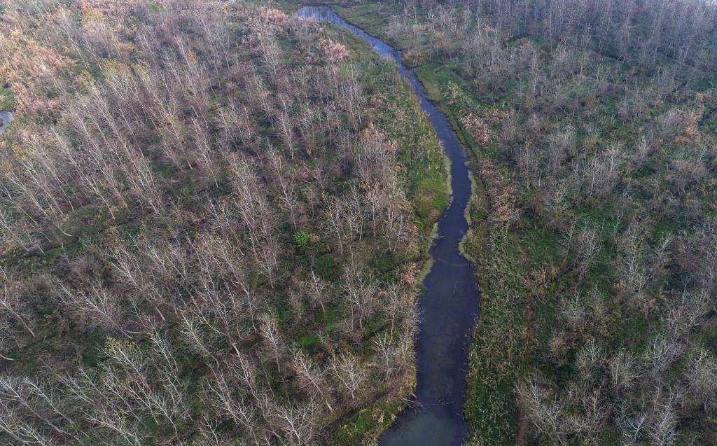 政府下令清除300万棵欧美黑杨。新华社图片