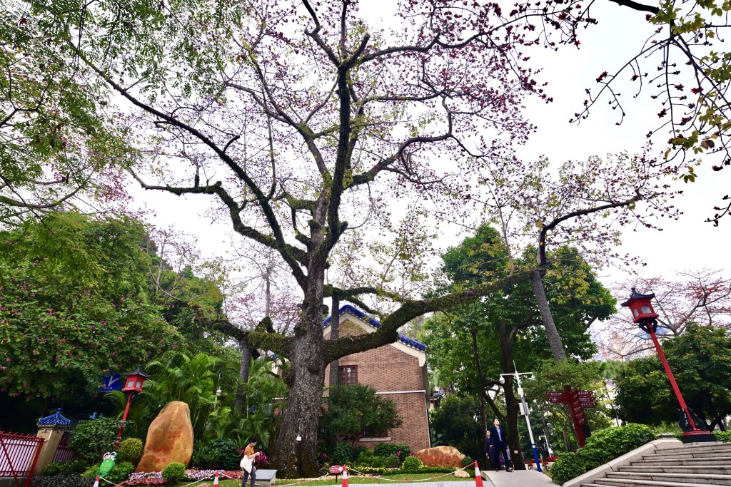 「木棉王」树龄已逾350年，树姿巍峨。