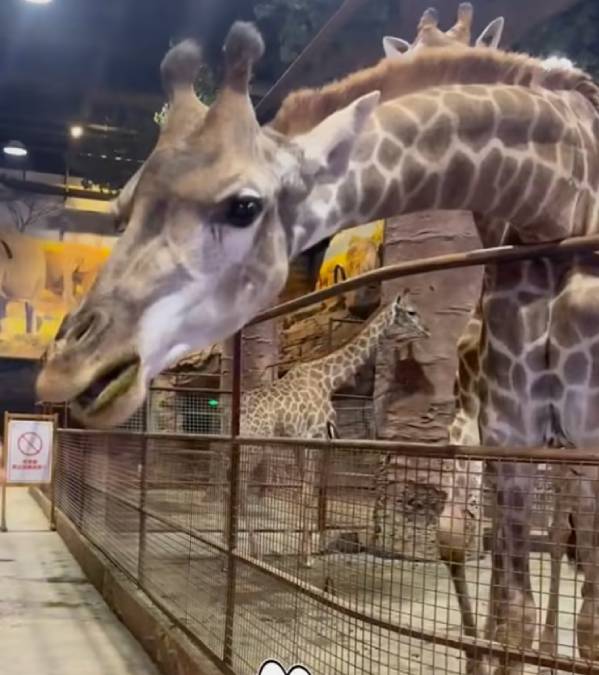 遼寧商場出現室內動物園，被網民質疑飼養環境對大型動物不友善。上游新聞