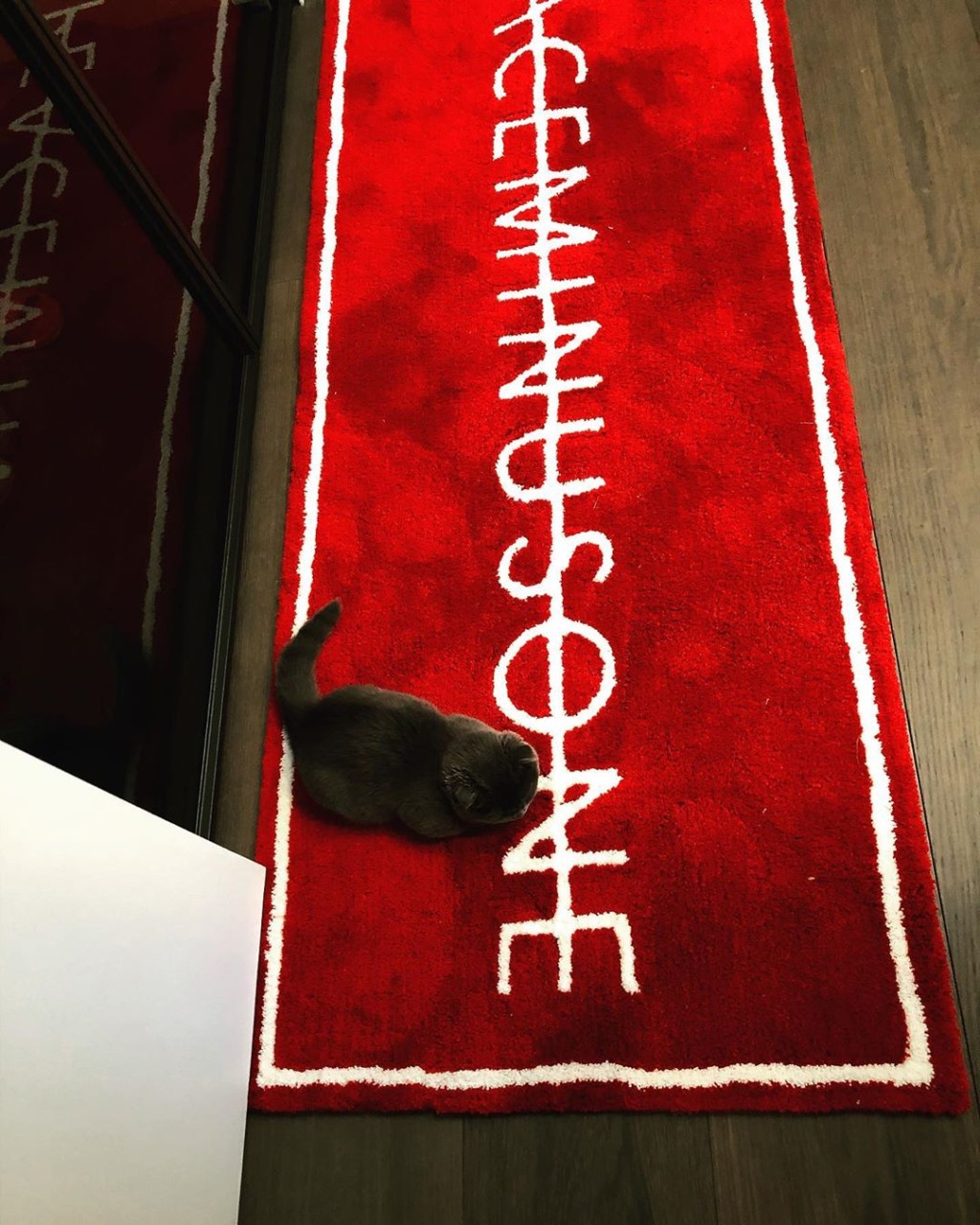 新寵黑貓無處不在