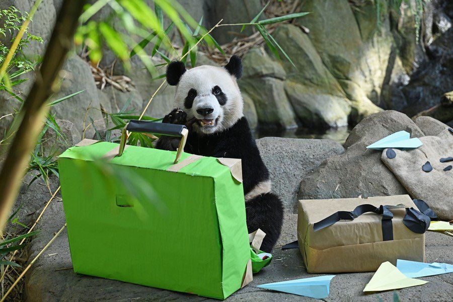 大熊貓叻叻，今啟程回國。 山西日報