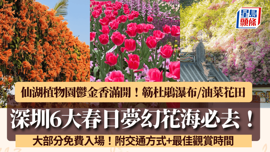 深圳春天賞花6大好去處！仙湖植物園鬱金香花海 園博園簕杜鵑粉嫩綻放 大部分免費入場（附交通方式）