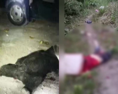 四川女子送孩子返學被黑熊襲擊身亡,另有兩人搜救時死亡。事後黑熊已被警方擊弊。(網圖)