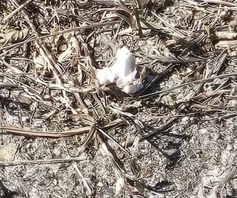 facebook截圖（資料來源：Patty Lee＠facebook將軍澳主場）