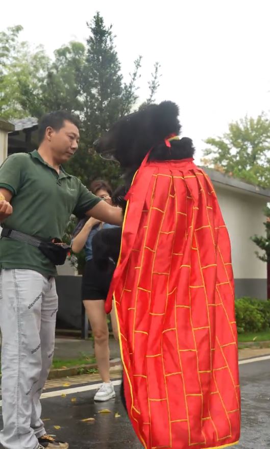披著袈裟的黑熊能直立長距離行走，惹來人扮質疑。抖音