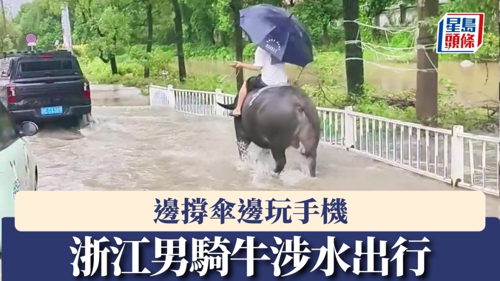浙江男騎牛涉水出行邊撐傘邊玩手機，交警回應稱發現會勸導制止。