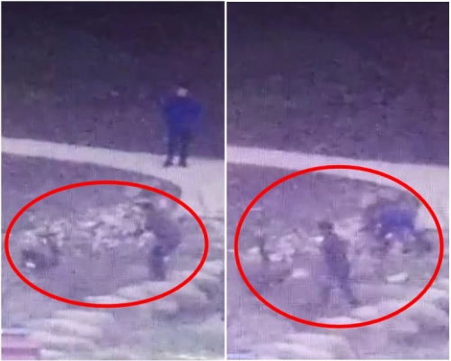 黑天鵝媽媽奮力反抗無果。網圖