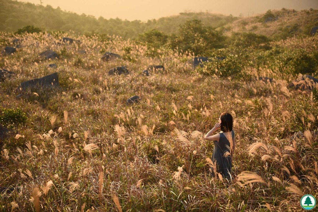作為香港最高峰，大帽山在秋季以芒草景觀聞名。