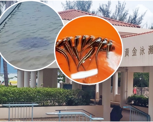 「坑鯰」幼魚有極具群體生活的習性,常形成球狀,稱之為「鯰球」(小圖左,短片截圖)。