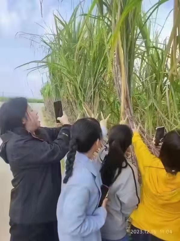 民众争相在曾被习近平摸过的甘蔗拍照「打卡」。（微博）