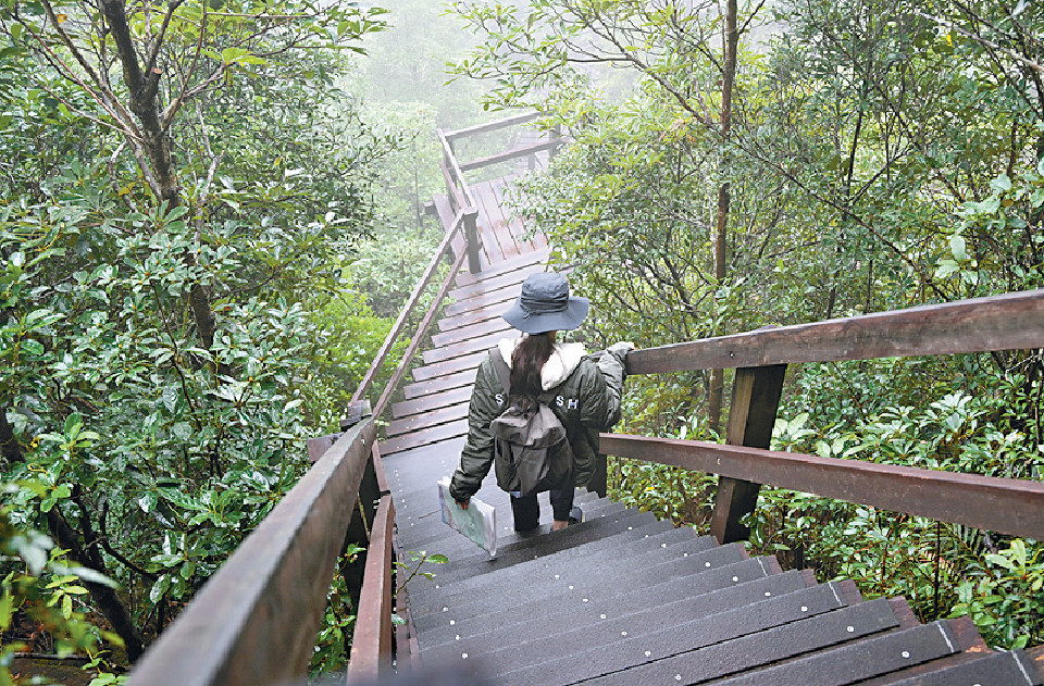 ■下山路段不少是木建棧道，鋪設完善。