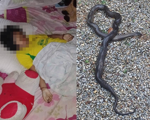 9歲女童巴帕薇(左圖)疑被蛇咬死。(互聯網圖片)