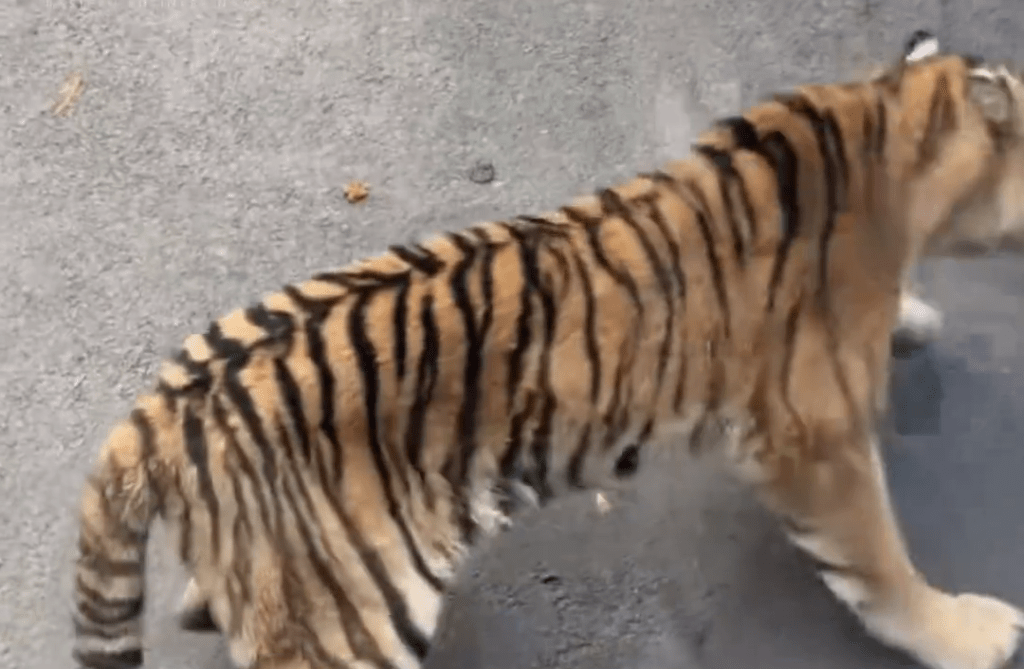 網傳動物園觀光車壓碎老虎下巴。
