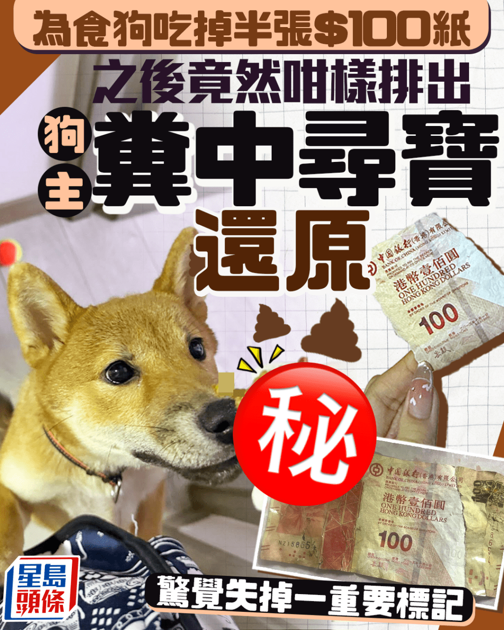 為食狗吃掉半張$100紙 之後竟然咁樣排出 狗主糞中尋寶還原 驚覺失掉一重要標記
