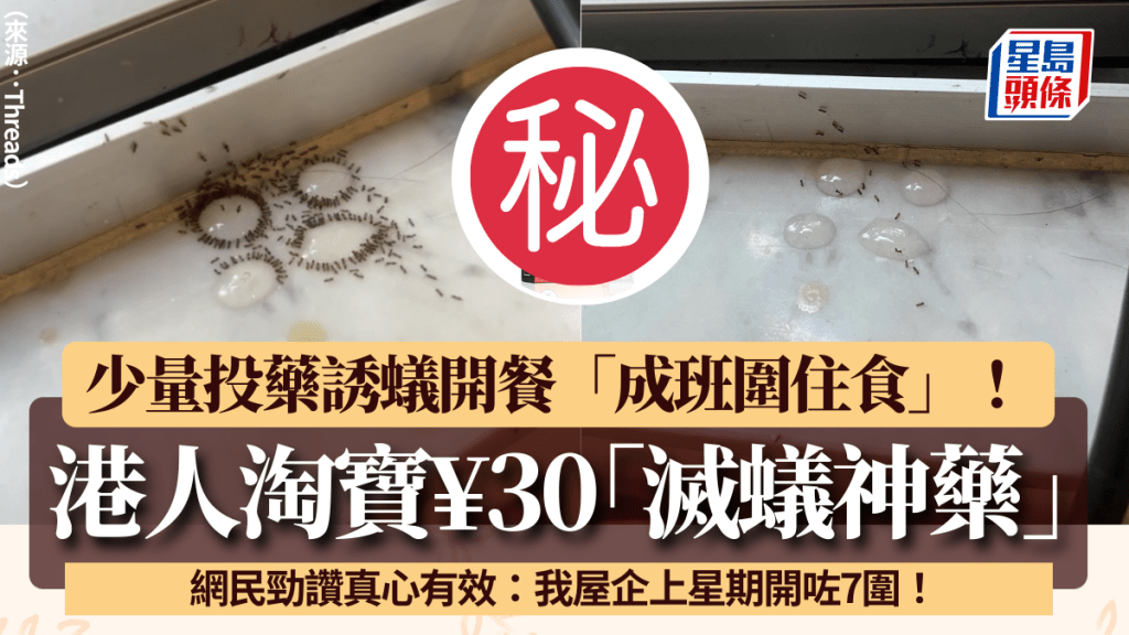 港人淘寶¥40「滅蟻神藥」勁讚有效！少量多次投藥誘蟻開餐「成班圍住食」 附使用方法