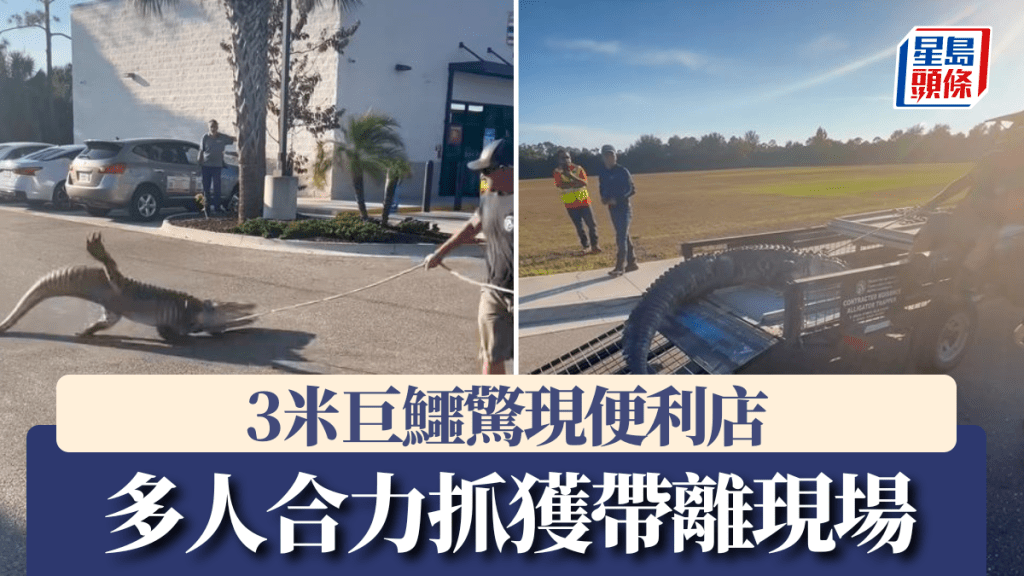 鱷魚最終被帶離現場。Facebook