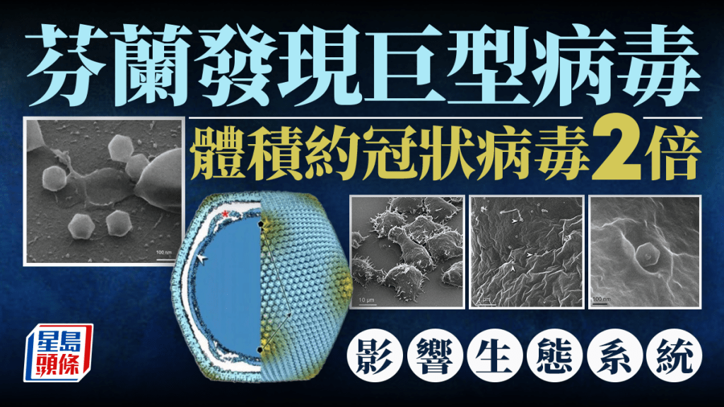 芬蘭科學家發現直徑約200納米的巨型病毒「于韋斯屈萊病毒」（Jyvaskylavirus）。 University of Jyväskylä