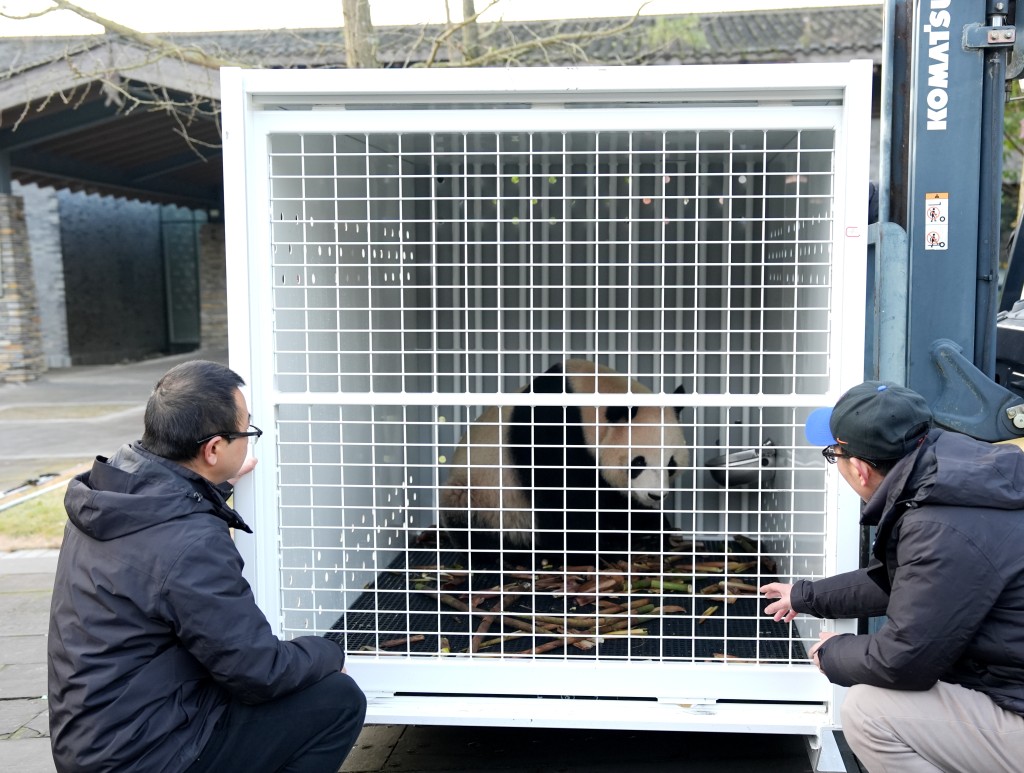 大熊貓「星秋」和「怡蘭」抵達澳洲