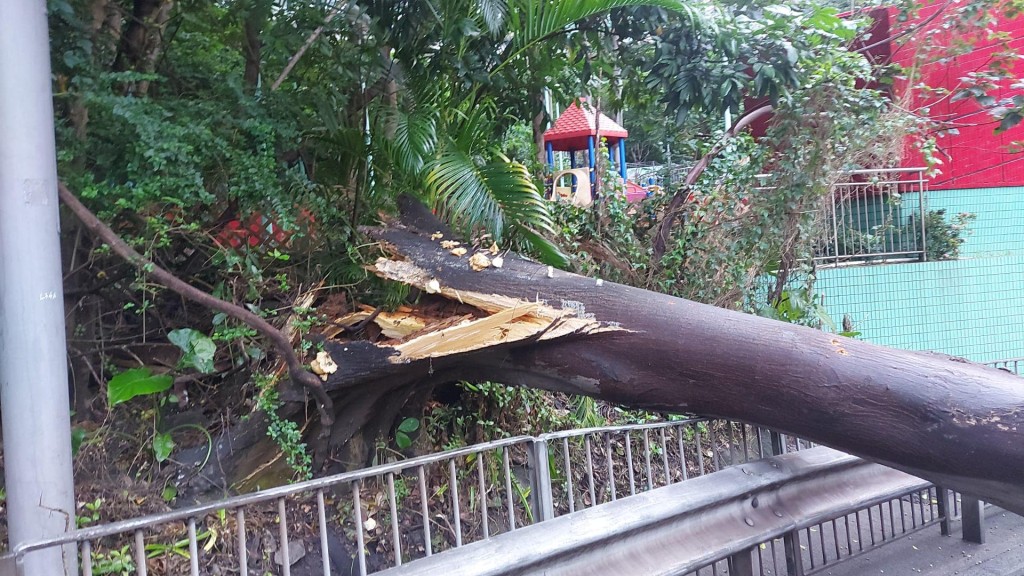 大樹折斷。fb馬路的事 Bosco Chu 