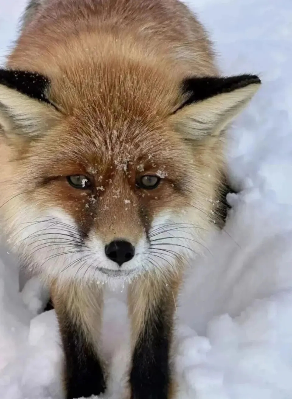 赤狐属二级国家保护动物。 赤狐属二级国家保护动物。