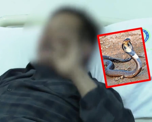 老翁將眼鏡蛇帶回家煲湯。網圖