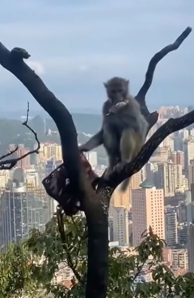 猴子一邊食粟米一邊摷袋。網片截圖