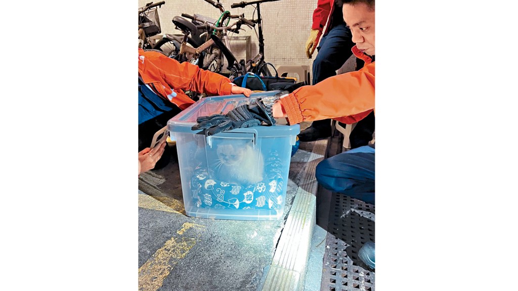 愛協獸醫檢查救出的動物。