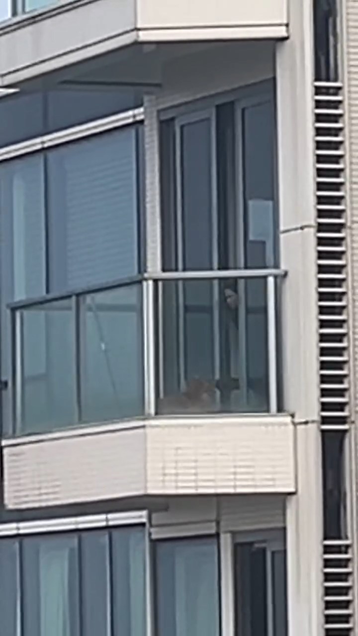 將軍澳日出康城有一隻金毛尋回犬被困在頂層單位的露台上,其間更被人用拖鞋打頭。threads@vkcl.v片段截圖 將軍澳日出康城有一隻金毛尋回犬被困在頂層單位的露台上,其間更被人用拖鞋打頭。threads@vkcl.v片段截圖