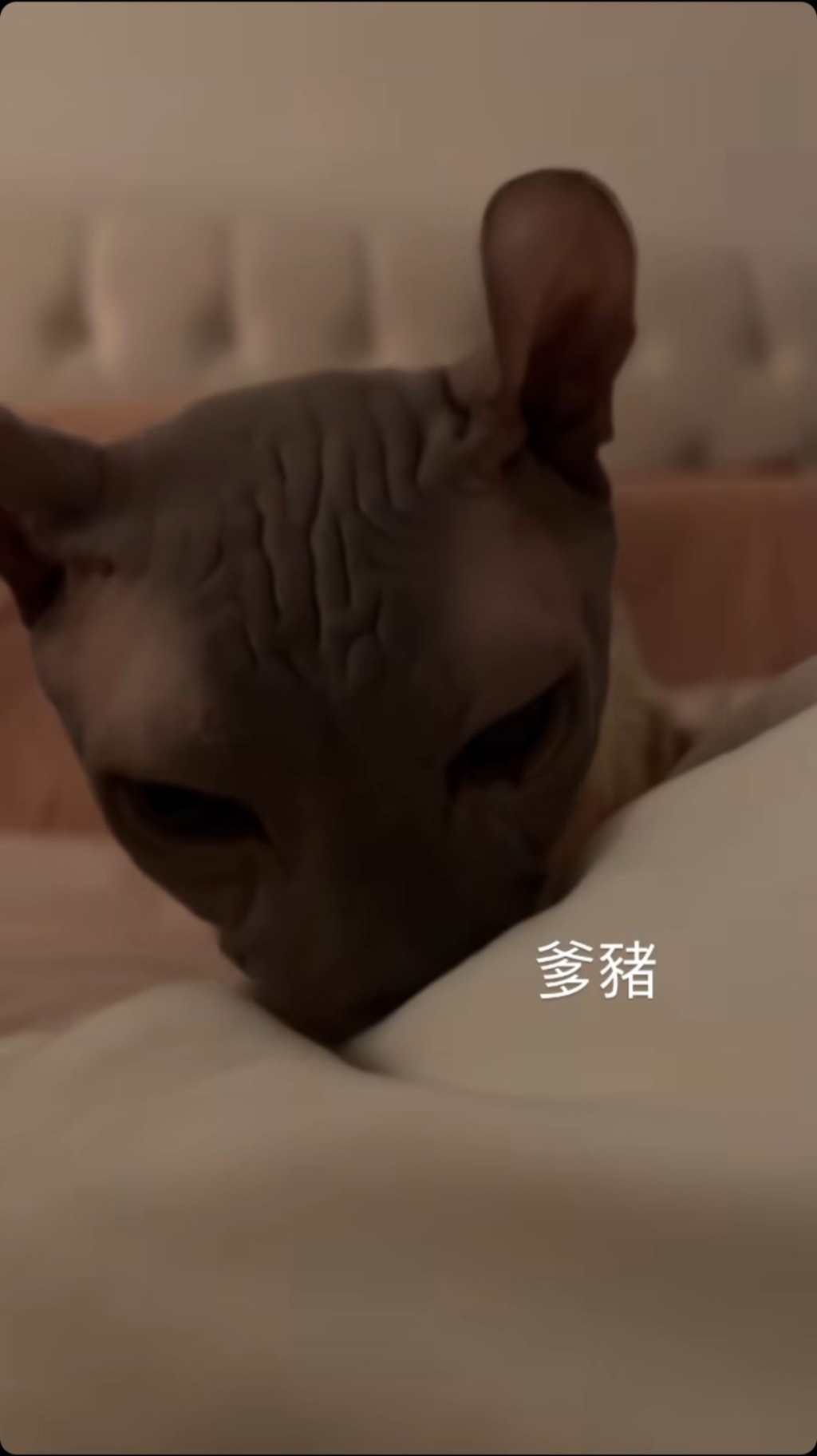 邓月平昨晚（7日）9时许仍于IG Story开心分享床上玩猫片。