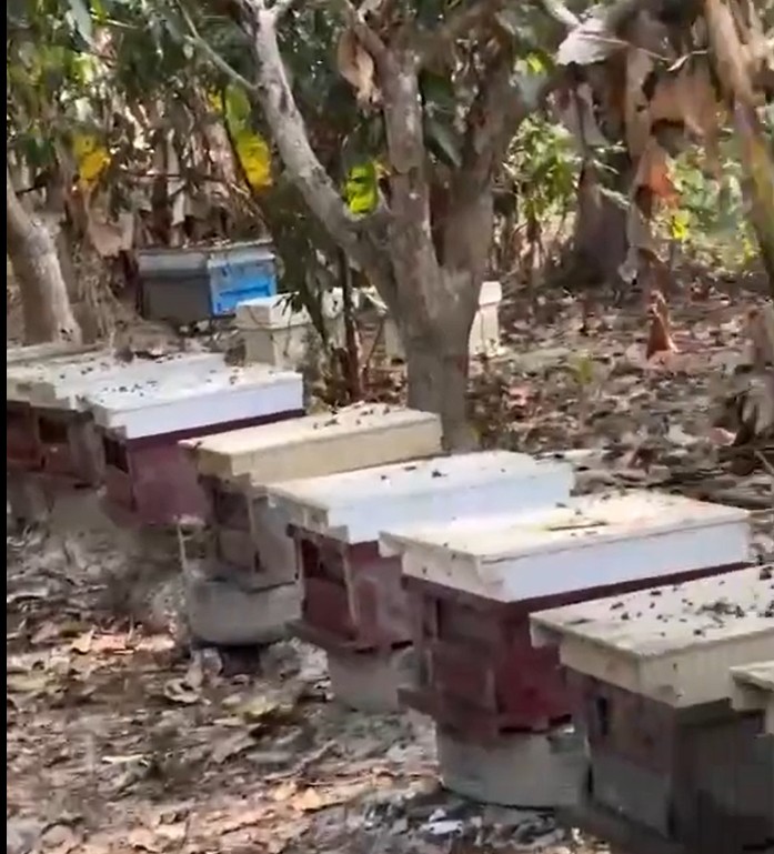 將近138箱蜜蜂疑似遭人惡意放毒。