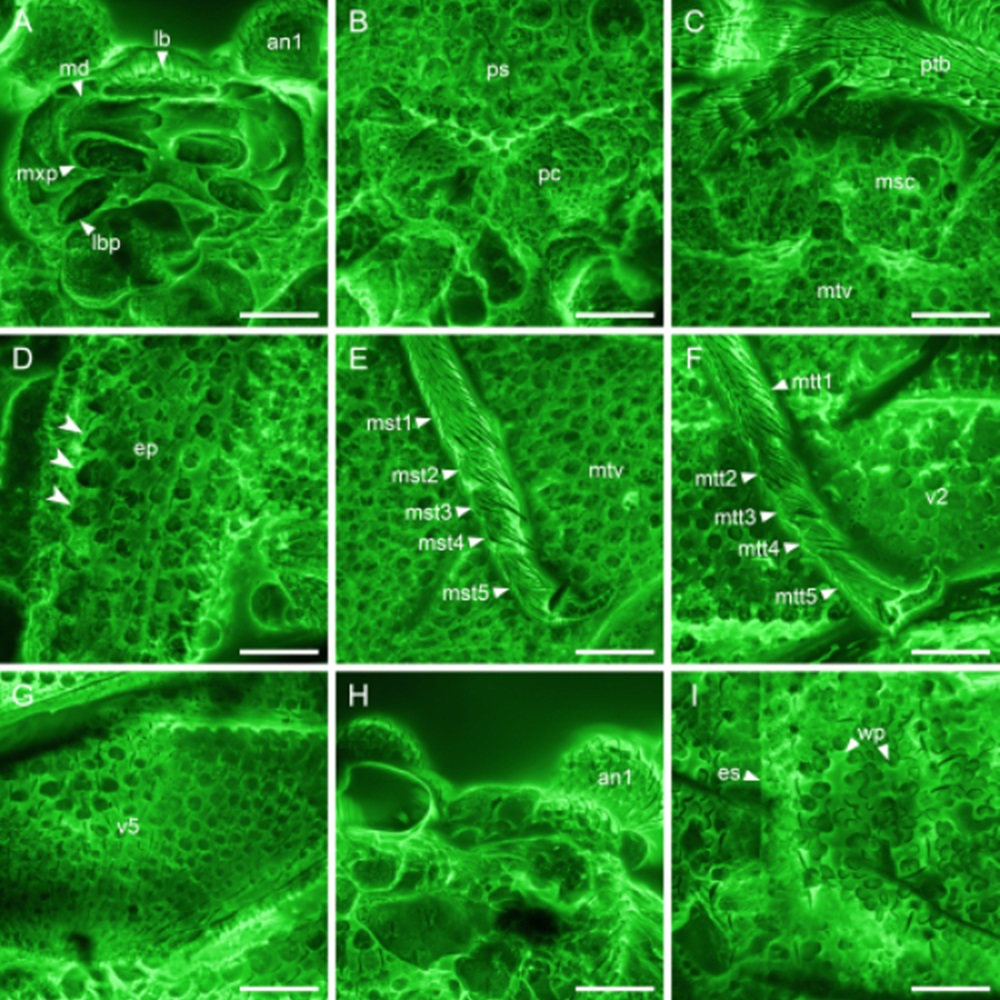 中科院有研究員近日在琥珀中，發現一隻新種甲蟲化石。中科院圖片