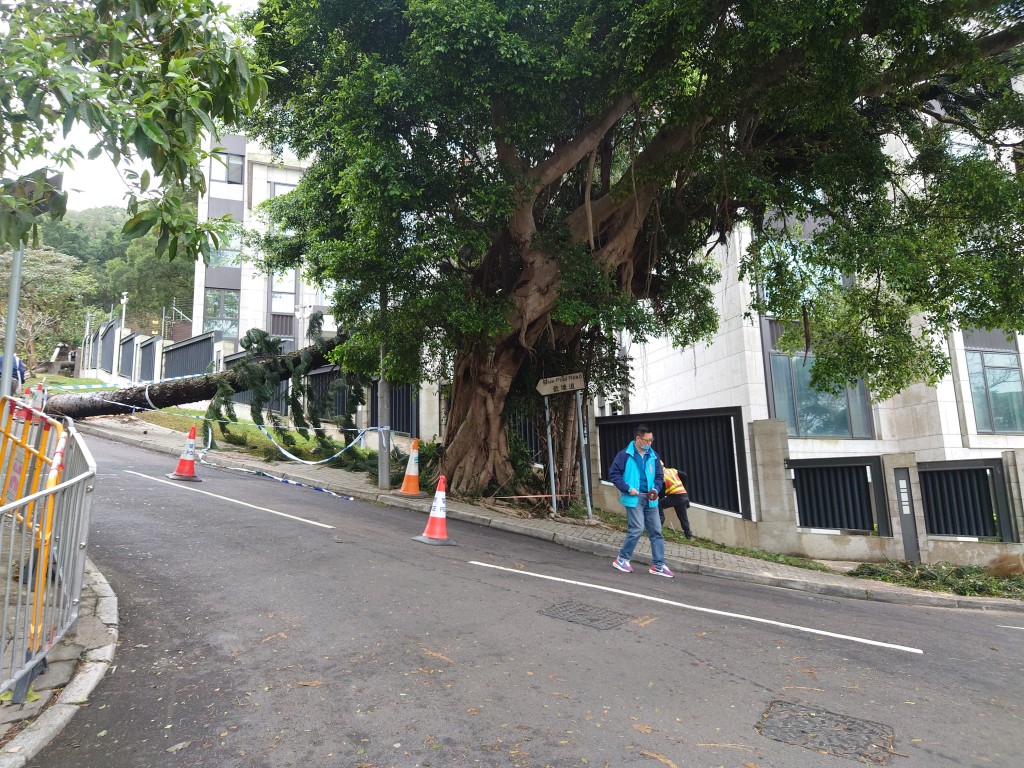 跑馬地大坑道與藍塘道交界一棵約25米高、直徑半米的大樹倒塌。