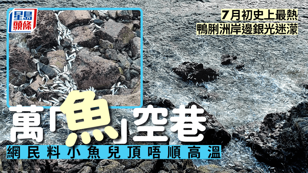 全球熱爆 鴨脷洲應景 岸邊驚現「萬魚空巷」銀光閃閃奇觀